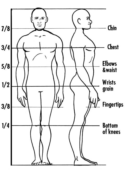 » Anatomy 101: Body Proportions