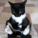 4ebc0bb3cd8db4a169db113dcf62f344